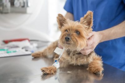 Liver Shunts in Dogs