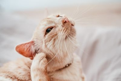 How Do Cats Get Fleas?