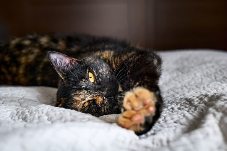Tortoiseshell cat on blanket