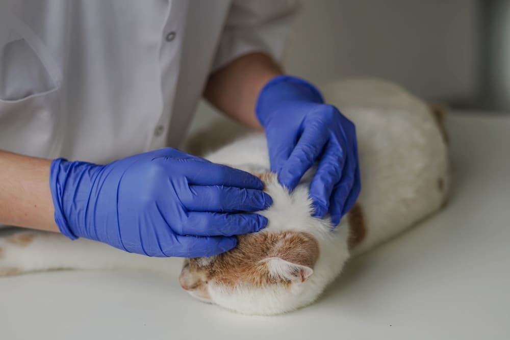 Vet looks for fleas on cat