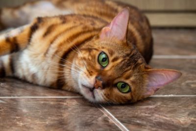 Pneumonia in Cats