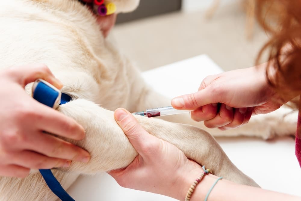 Vet drawing dog's blood