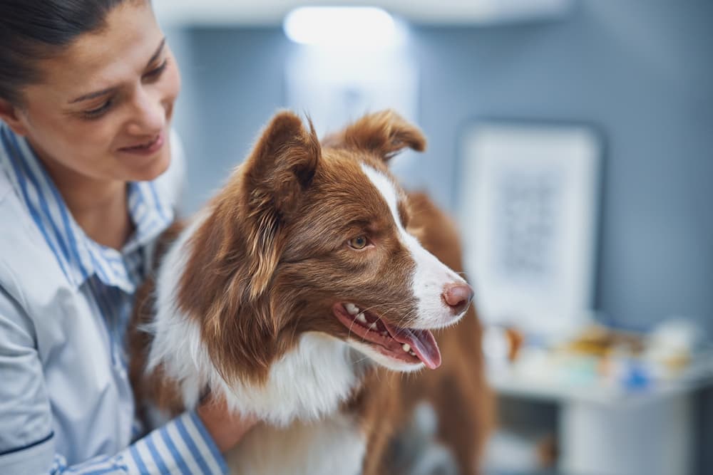 Vet treating Border Collie in office