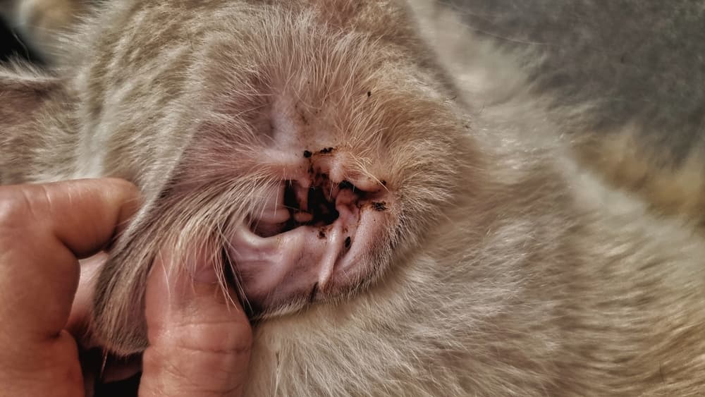 Cat ear with infection and gunk