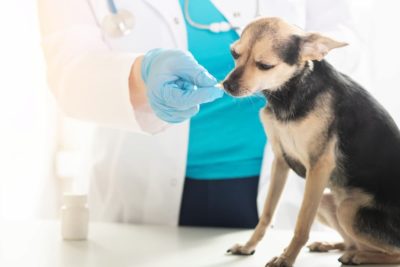 Clavamox for Dogs: Uses, Dosing, Side Effects