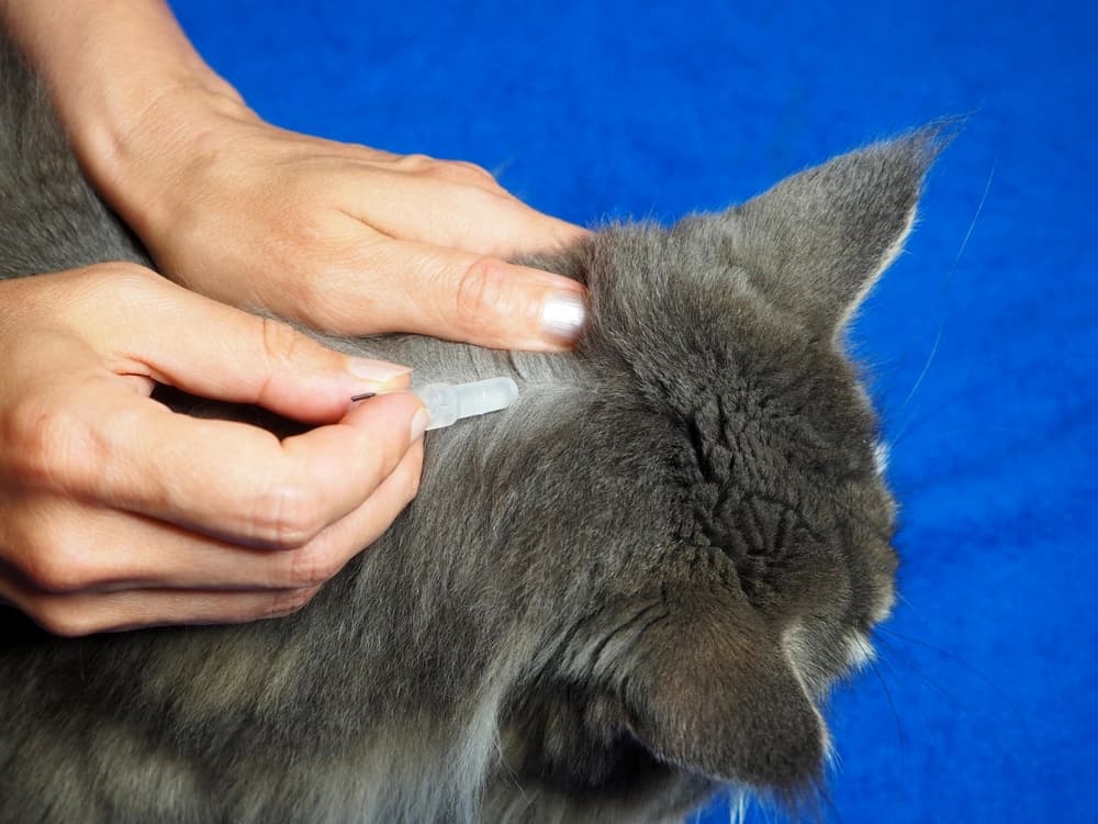 Pet owner applies spot-on flea treatment to cat