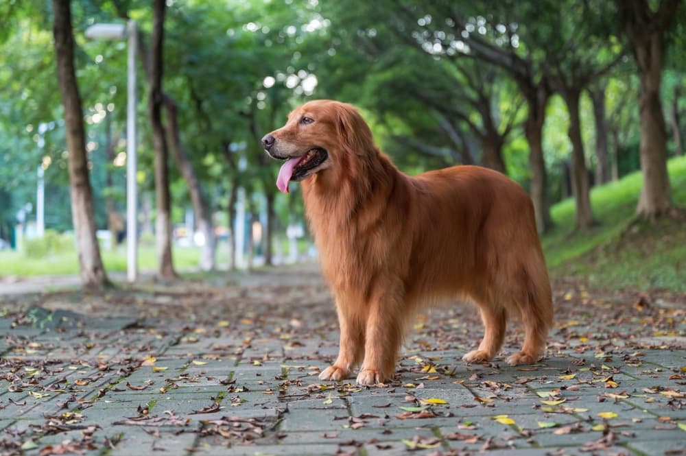 Galliprant for Dogs