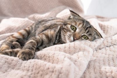 Pancreatitis in Cats