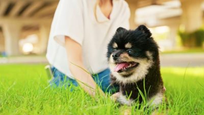 9 Surprising Dog Dangers in Your Own Backyard 9 Surprising Dog Dangers in Your Own Backyard