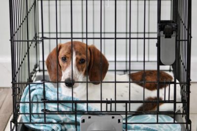 Dog Heartworm Treatment Plan: Steps and What to Expect