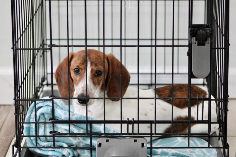 Dog rests inside crate