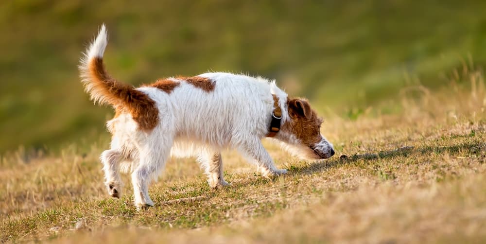 Dog sniffing feces in grass