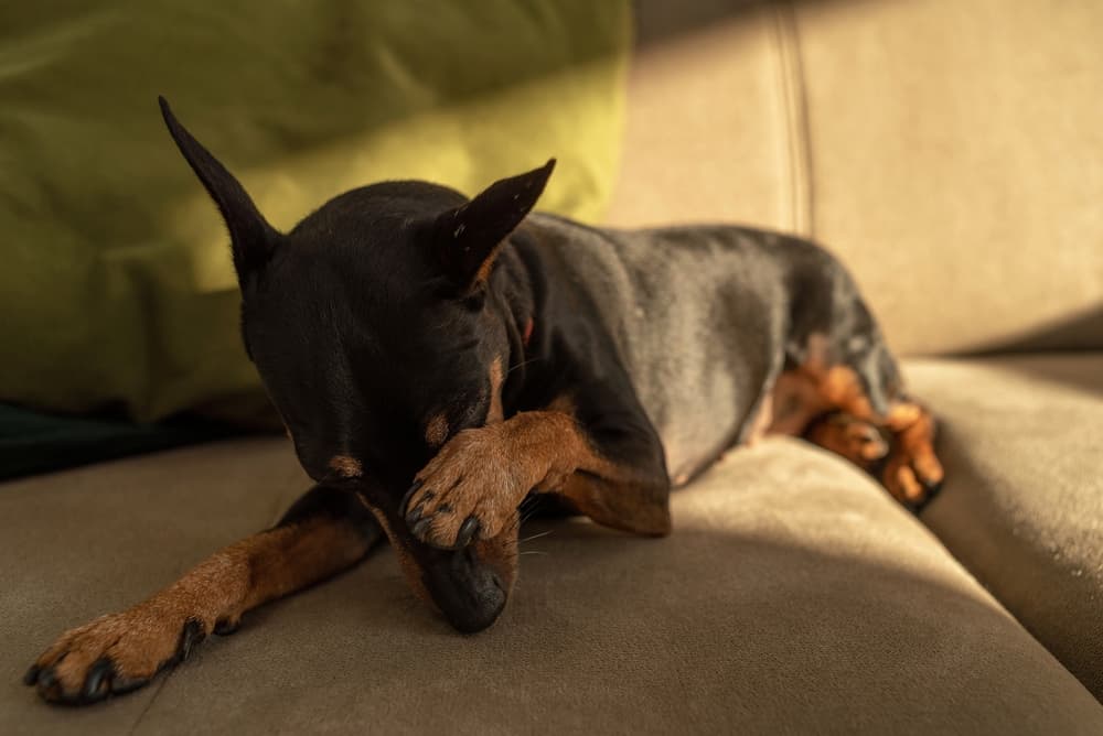 Dog on couch pawing at eye