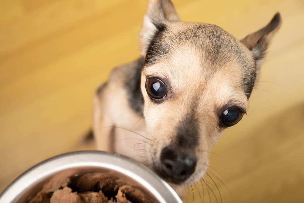 Small dog ready to eat