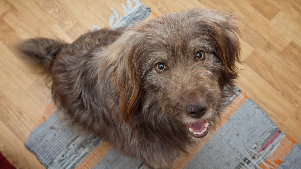 Brown dog begging for food