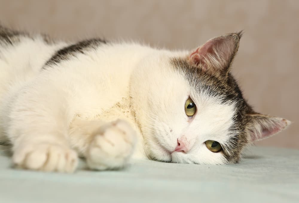 Lethargic cat not feeling well