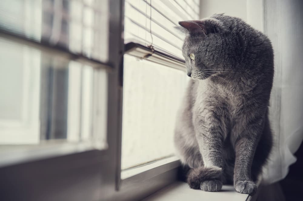 Indoor cat stares out the window