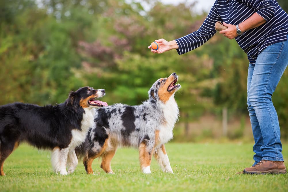 Woman training two Australian Shepherds at park