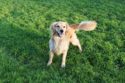 Limber Tail Syndrome in Dogs