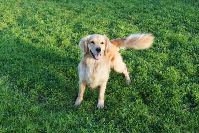 Retriever dog playing outdoors