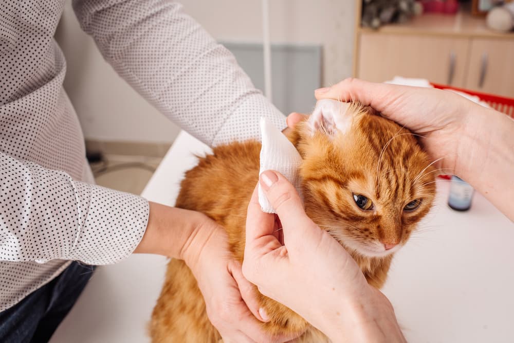 Cleaning cat ears