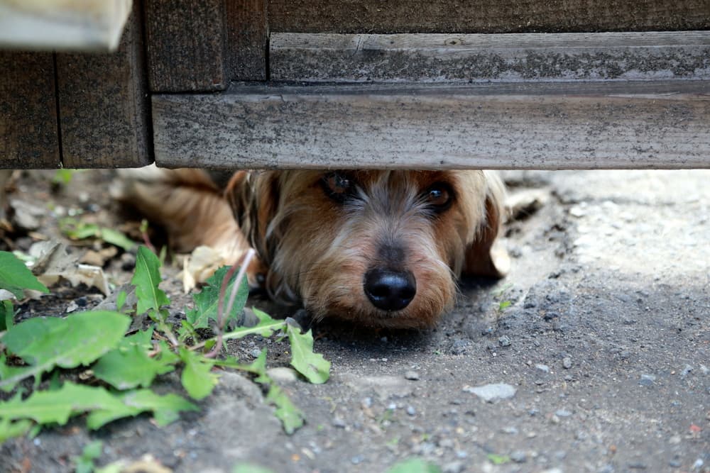 A dog pokes his head underneath the gap in a fence