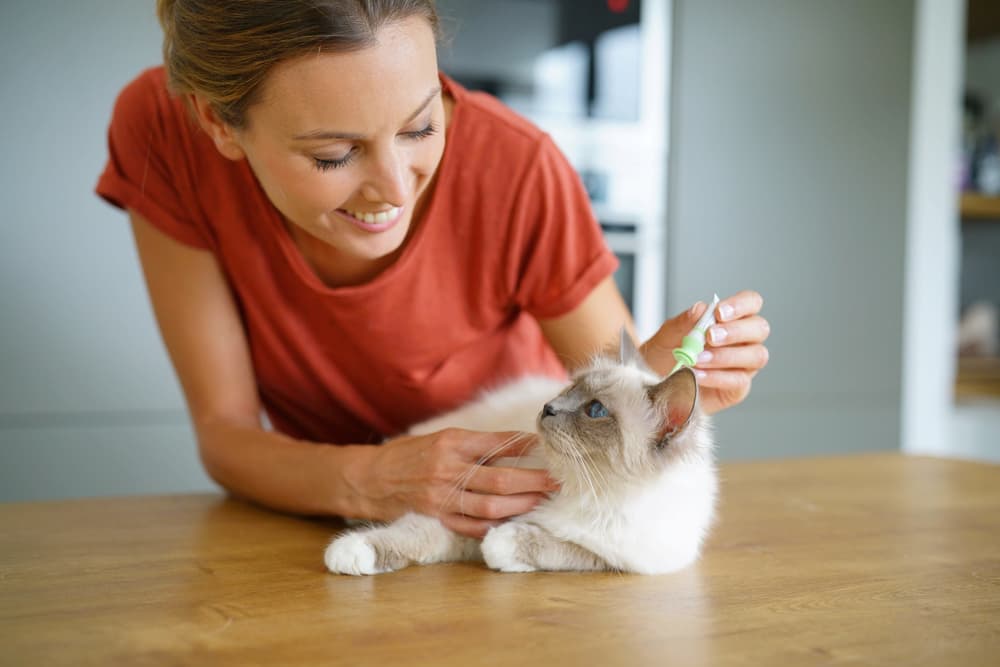 Pet owner applies spot-on treatment to cat