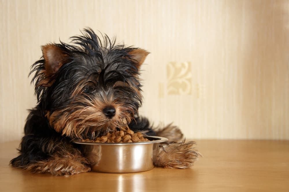 Dog eating from food bowl
