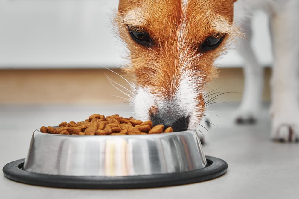 Happy dog eating food from their bowl