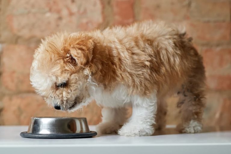 Cute puppy eating