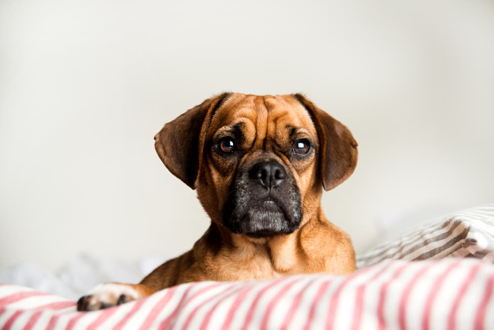 Puppy looking sick laying in bed