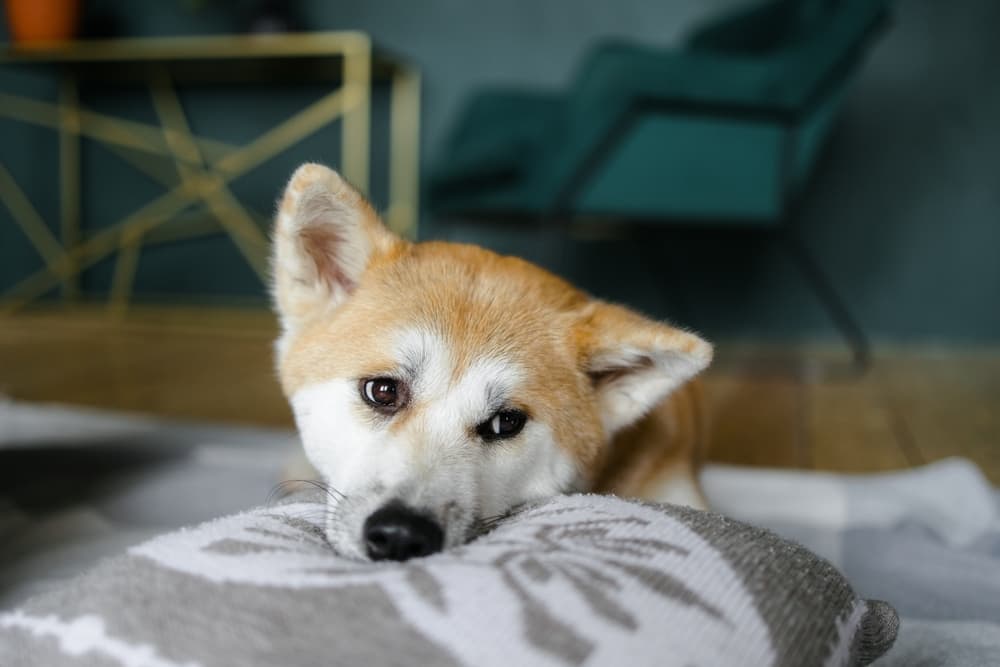 Dog looking sweetly to camera