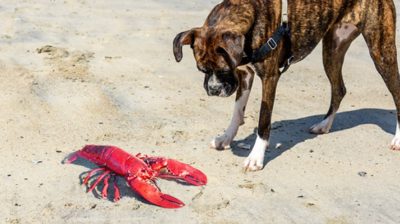 Can Dogs Eat Lobster?