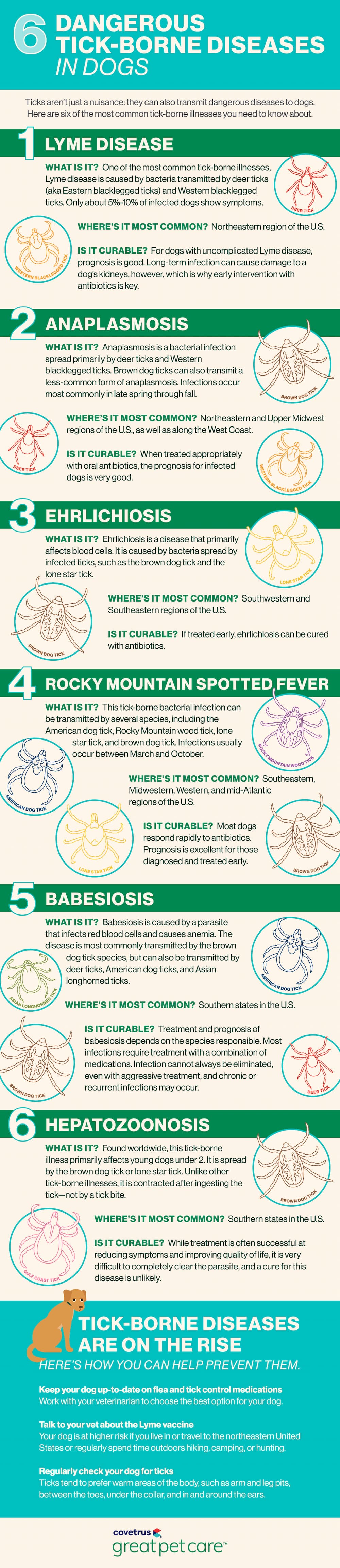 Tick-borne diseases in dogs infographic