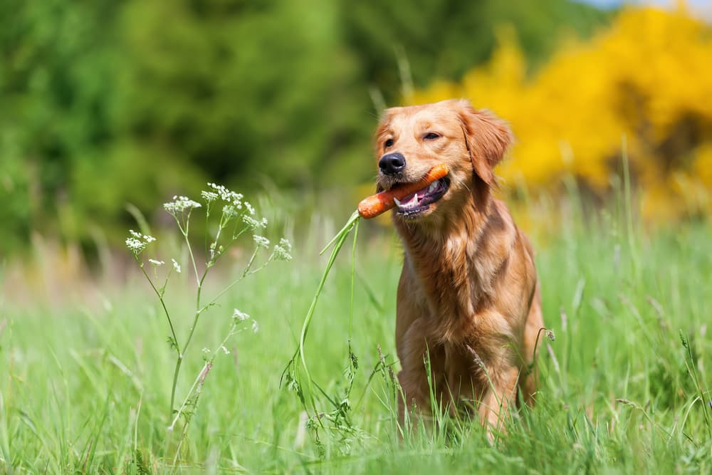 Puppy holding a carrot in their mouth
