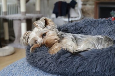 7 Dog Heartworm Symptoms You Shouldn’t Ignore 7 Dog Heartworm Symptoms You Shouldn’t Ignore