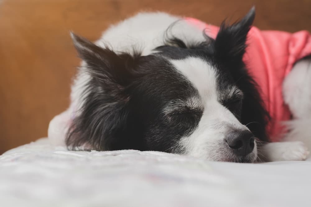 Dog asleep on bed