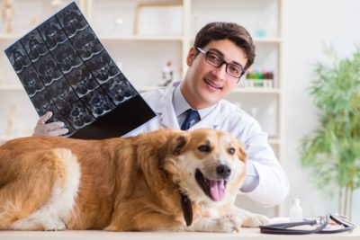 Dog MRI: Everything You Need to Know