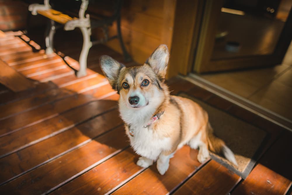 Dog looking up to camera concerned
