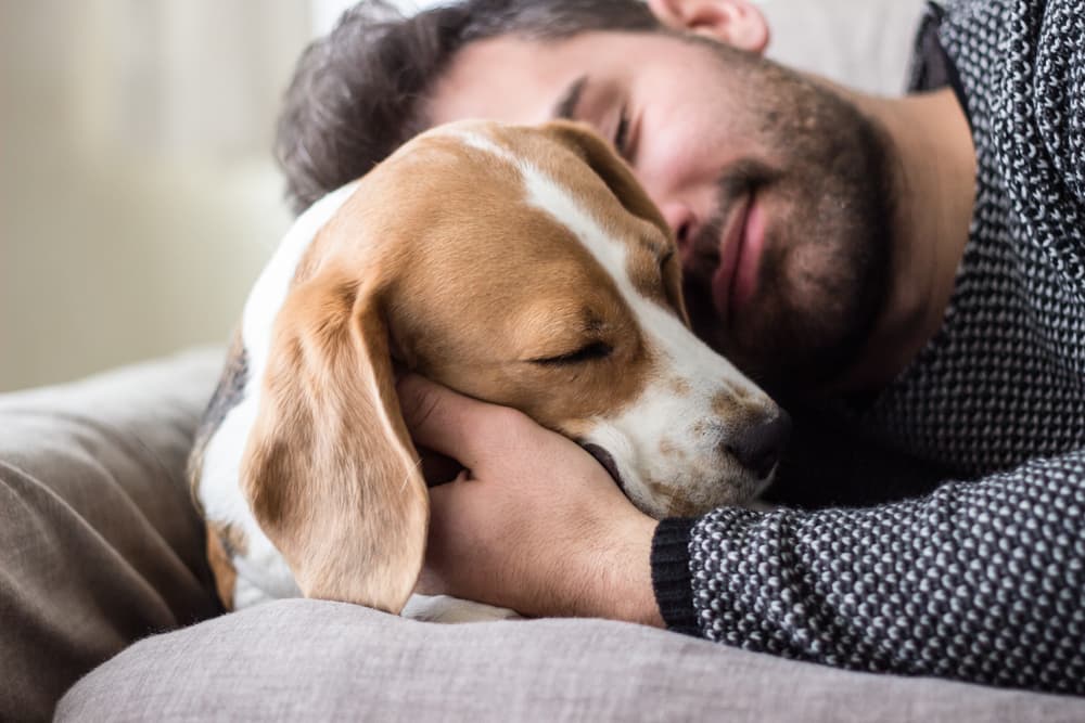 Dog snuggled with owner recovering from TPLO surgery