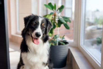 TPLO Surgery for Dogs: Costs and What to Expect