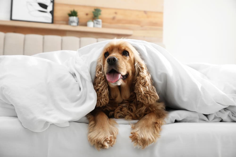 Dog in bed at home