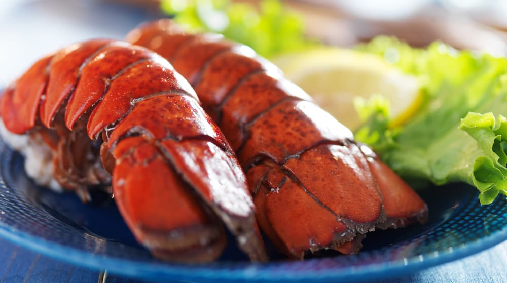 can dogs eat lobster