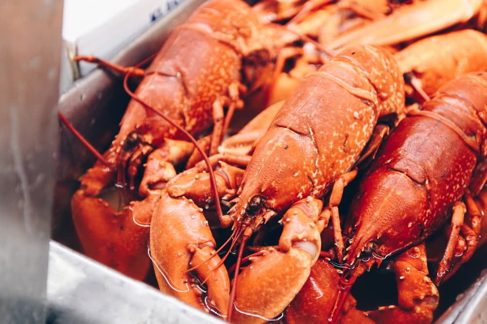 can dogs eat lobster