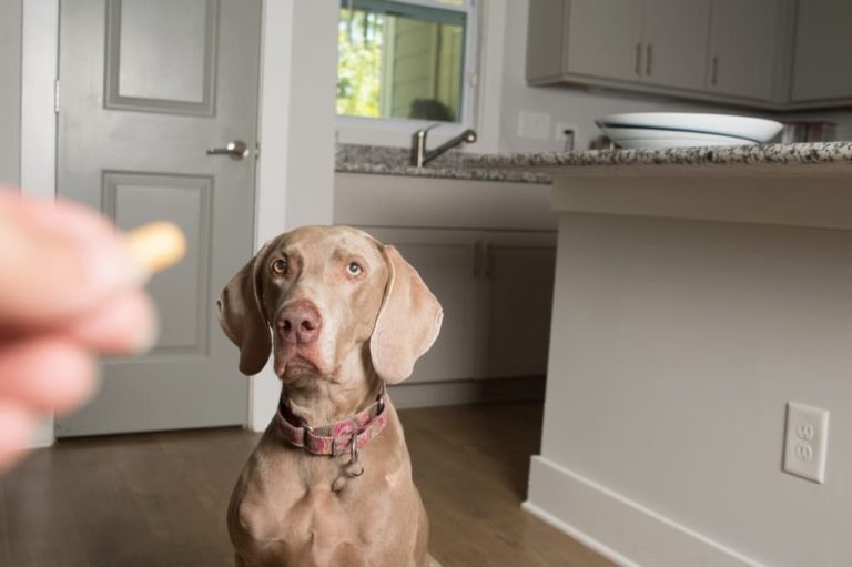 Pet owner holds out pill to dog