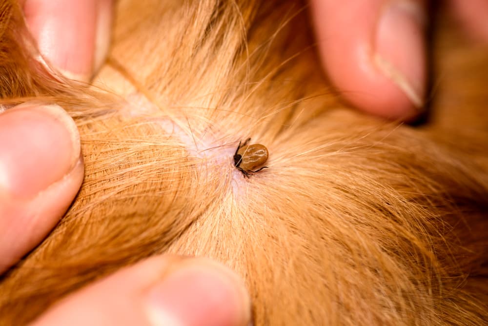 Tick embedded in dog skin