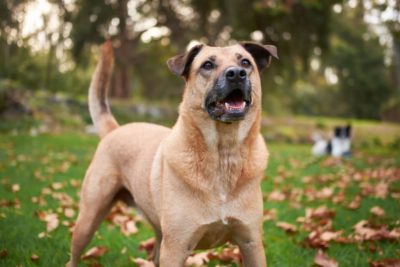 Happy Tail Syndrome in Dogs and Puppies