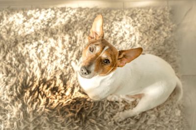 Incontinence in Dogs: Signs and Treatment