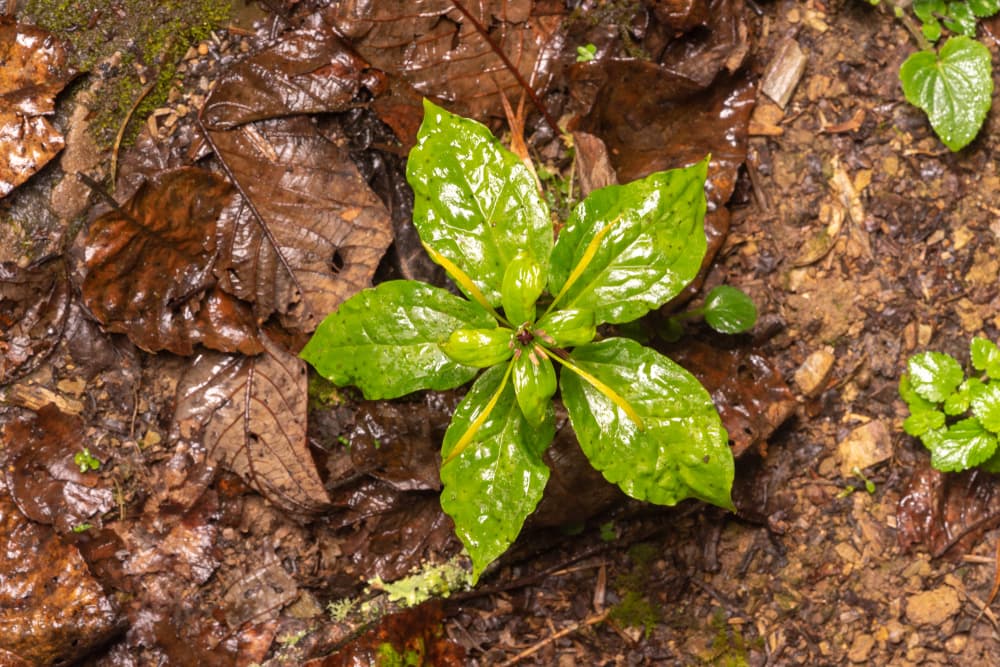 Herb used in Yunnan Baiyao