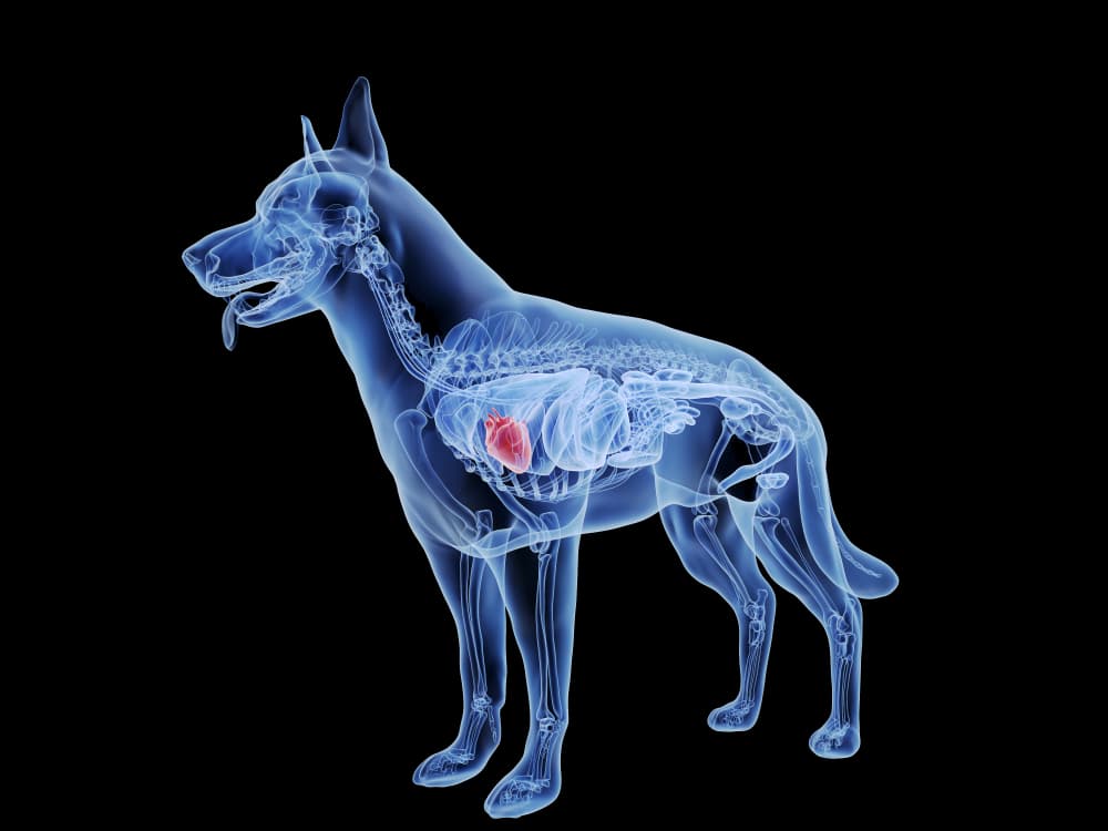 Canine heart anatomy
